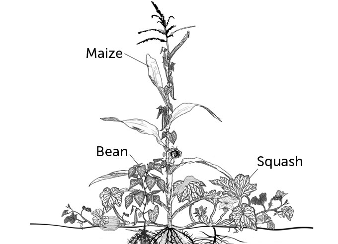 trifecta planting, with three plants helping each other